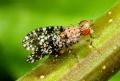 Trypetoptera punctulata
